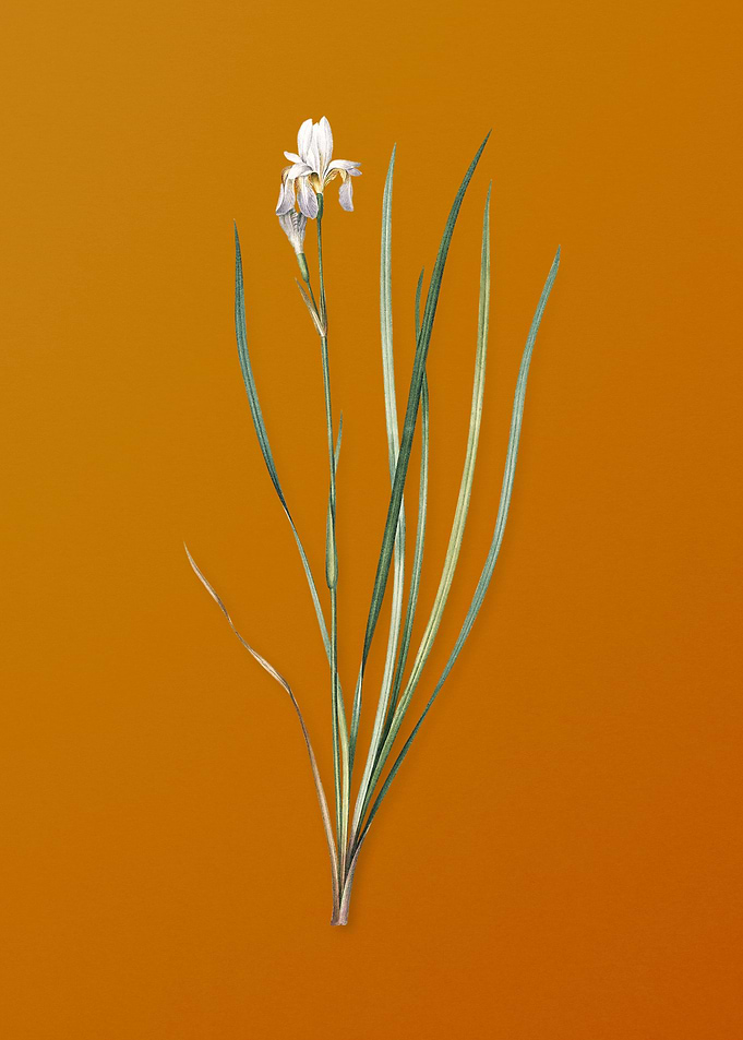 Vintage Siberian Iris