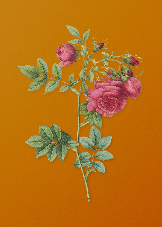 Vintage Turnip Roses