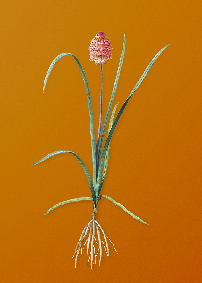 Veltheimia Abyssinica
