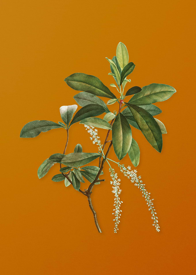Vintage Swamp Titi Leaves