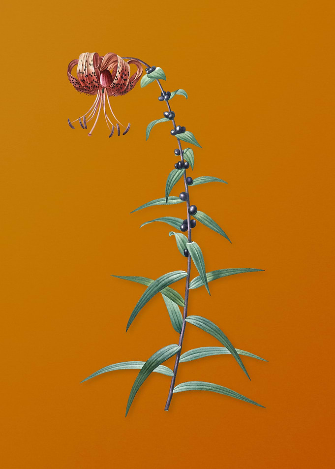 Vintage Tiger Lily Flower