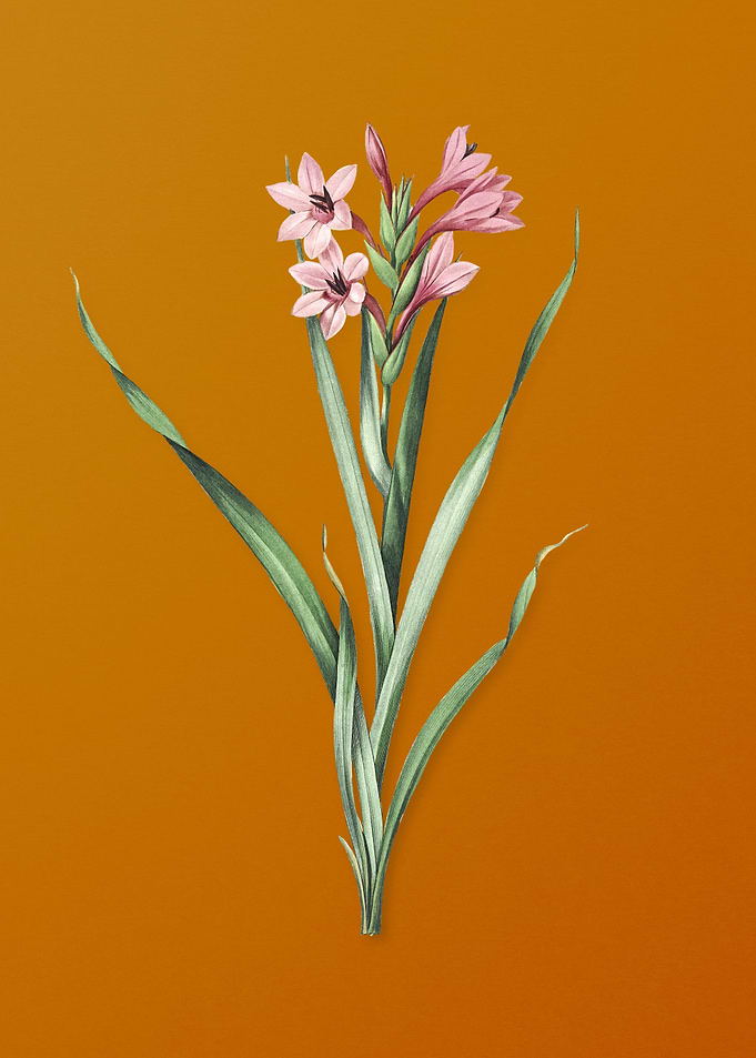 Vintage Sword Lily Flower