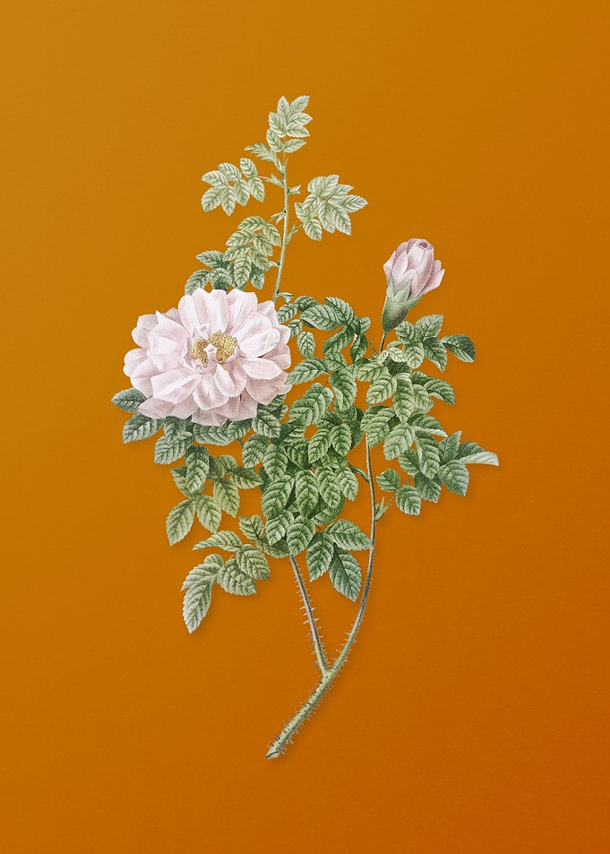 Vintage Ventenats Rose