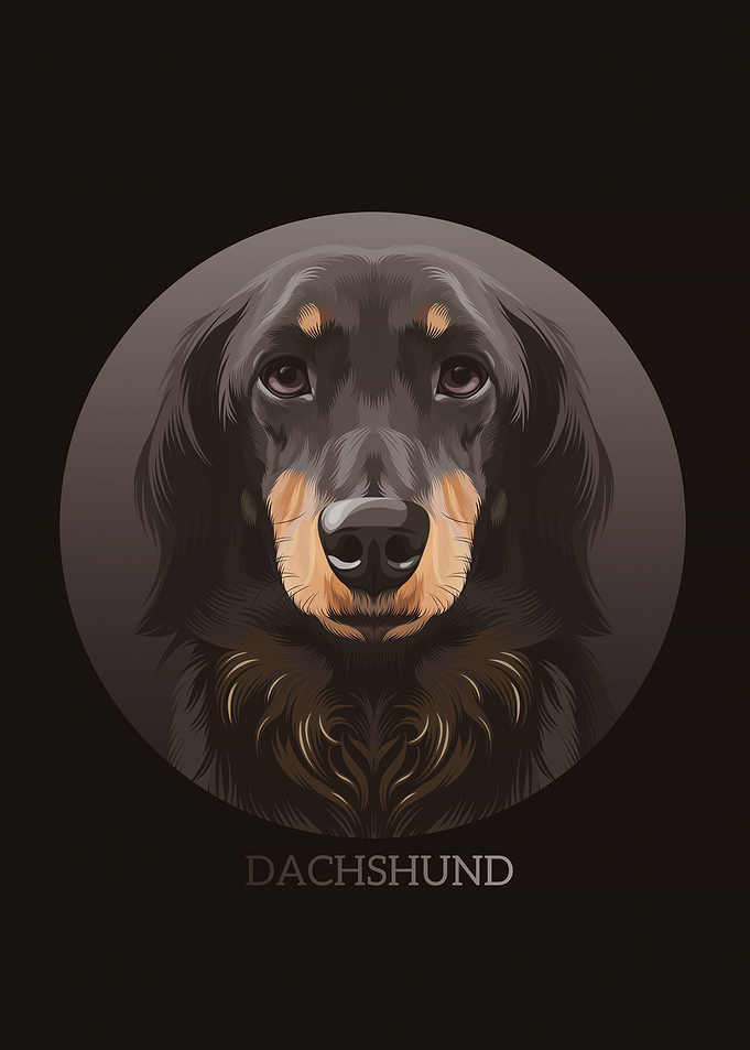 Dachshund
