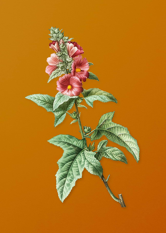 Vintage Tree Mallow Flower