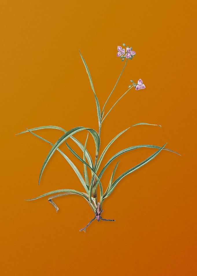Vintage Spiderwort Flower