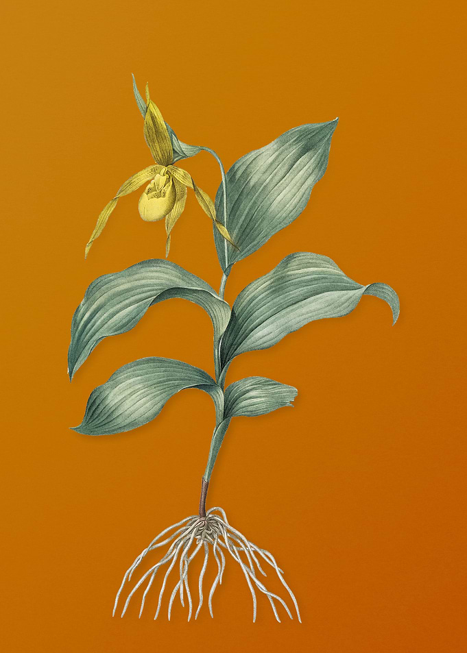 Ladys Slipper Orchid