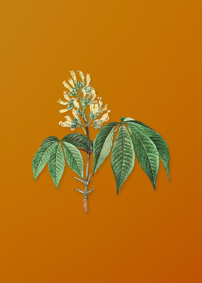 Vintage Yellow Buckeye