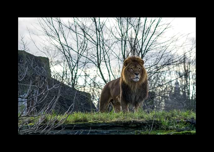 Lion