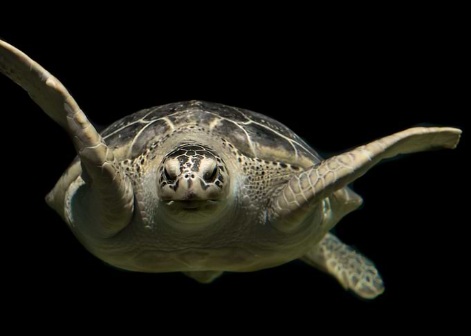 Turtle face on
