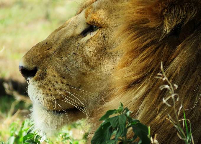 Lions head