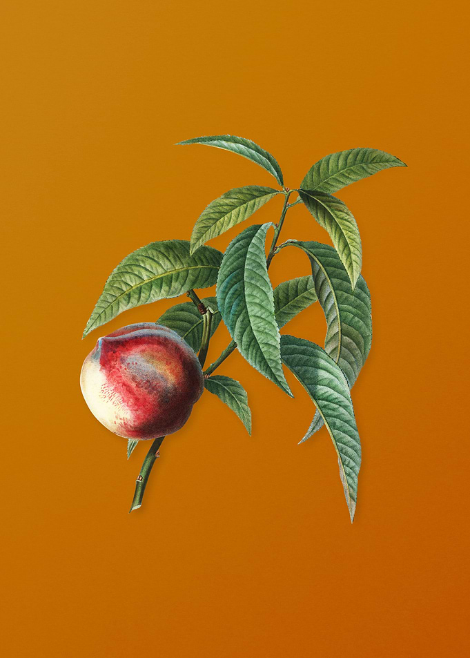 Vintage Peach Fruit
