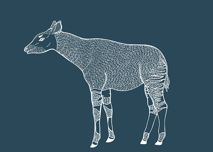 Okapi Animal Ink Art Blue