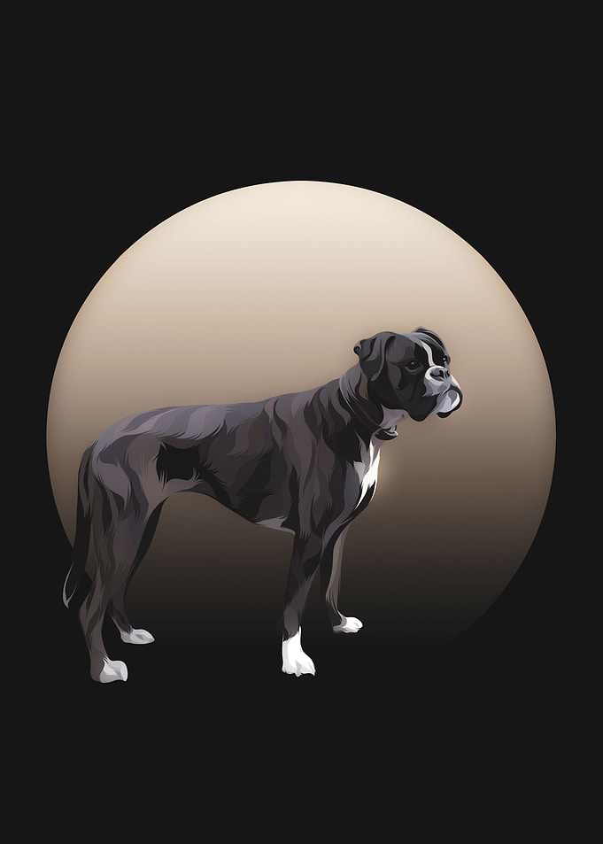 Boxer