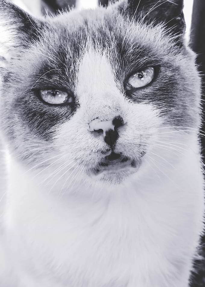 Close up cat portrait