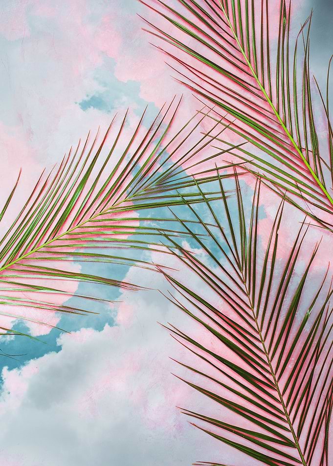 Palms + Sky