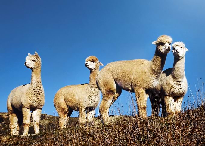 Alpaca Animals at Field