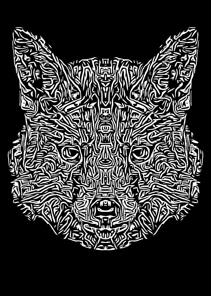 Black and White Fox