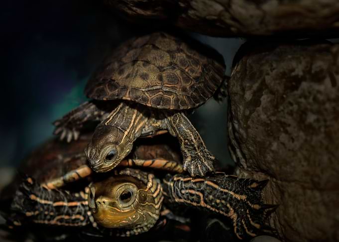 Turtles