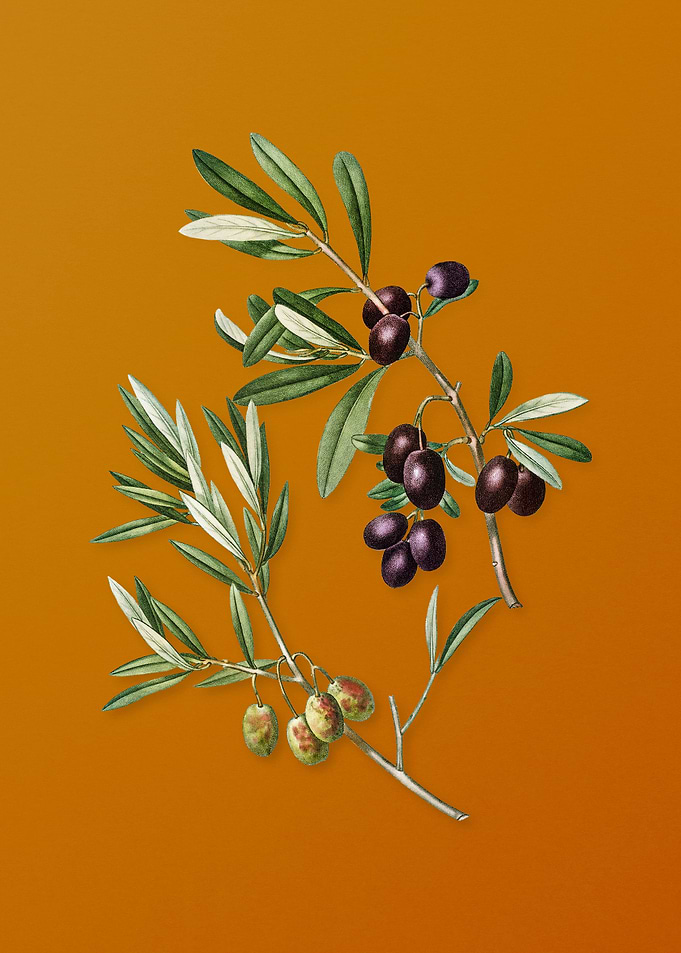 Vintage Olive Fruit