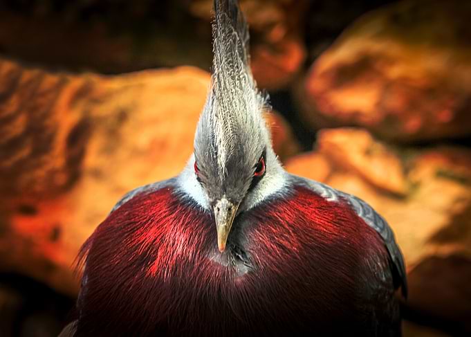 Angre bird