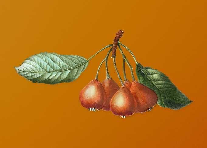 Vintage Shipova Fruit