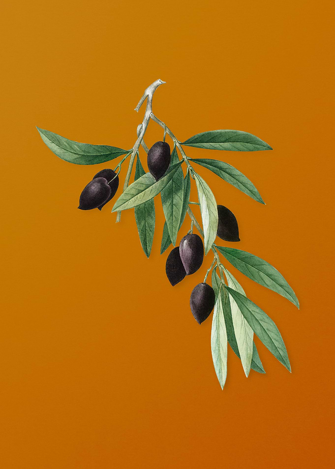 Vintage Olive Tree Branch