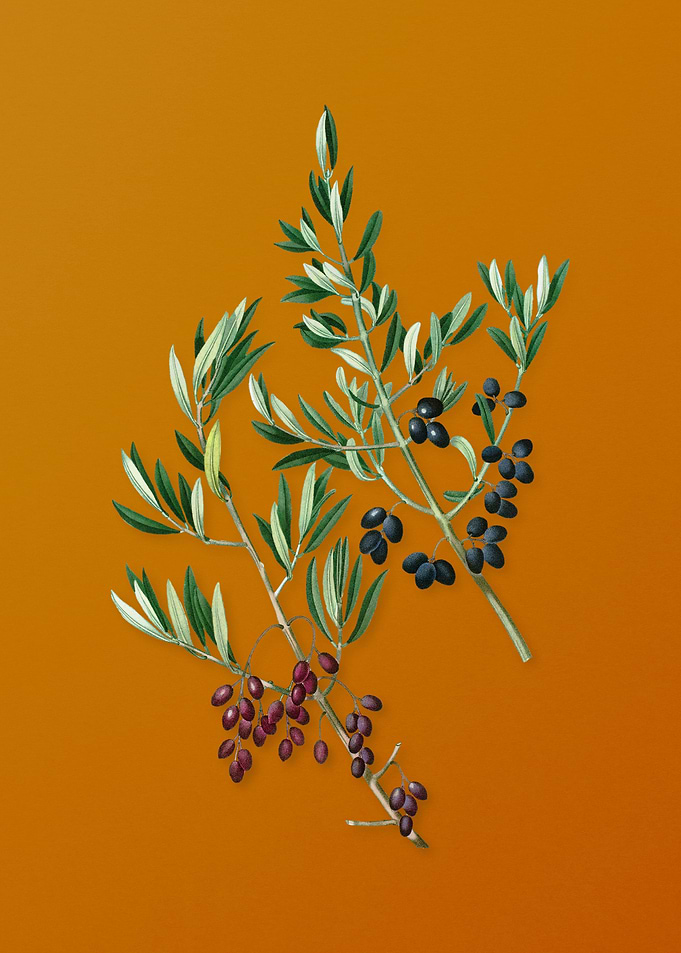 Vintage Wild Olive Fruit