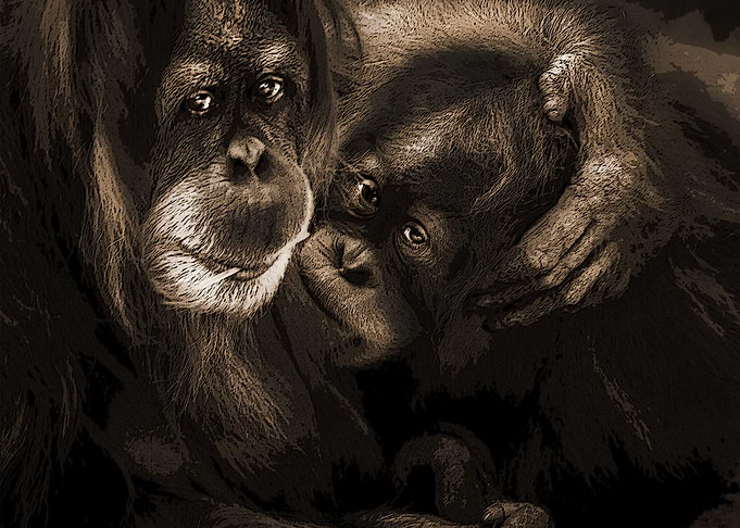 Orangutans