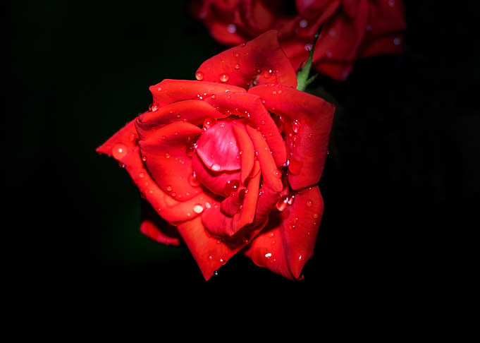 Red Flower