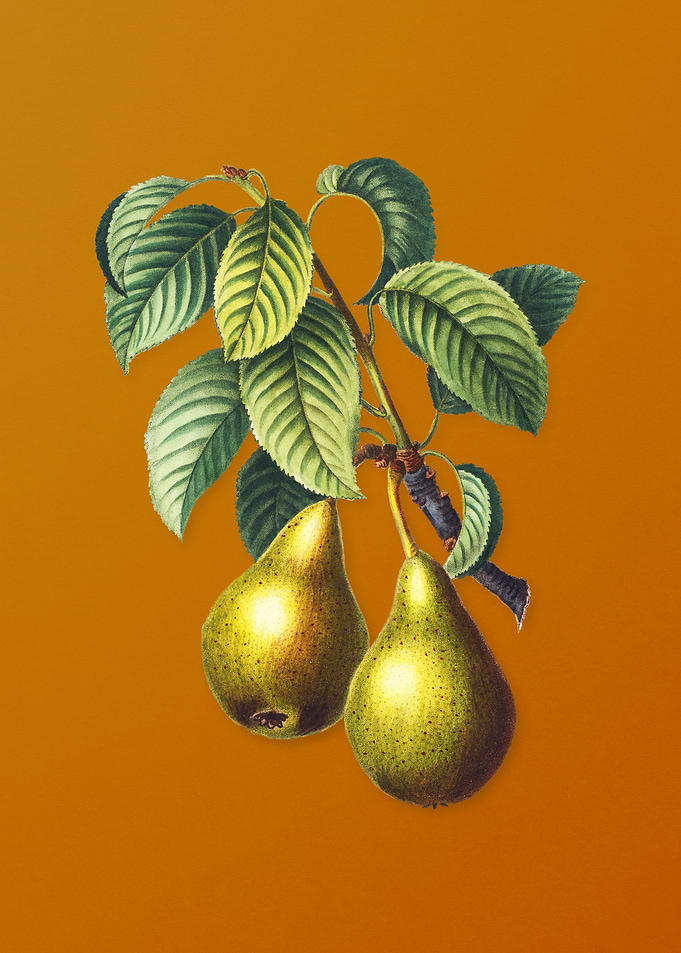 Vintage Pear Fruit