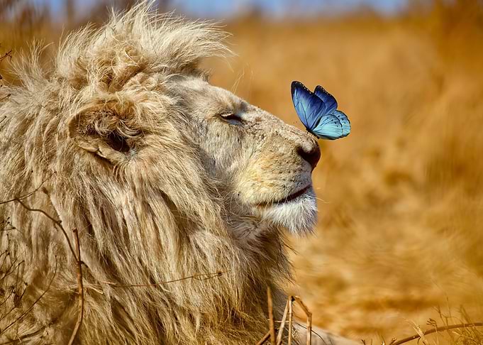 LION AND BUTTERFLY