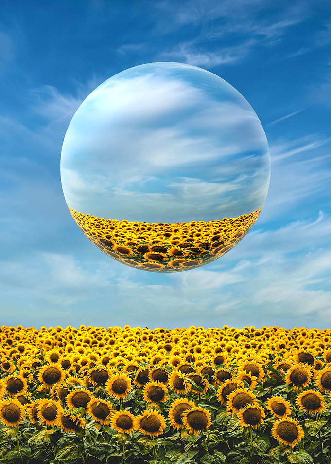 Sunflower Field