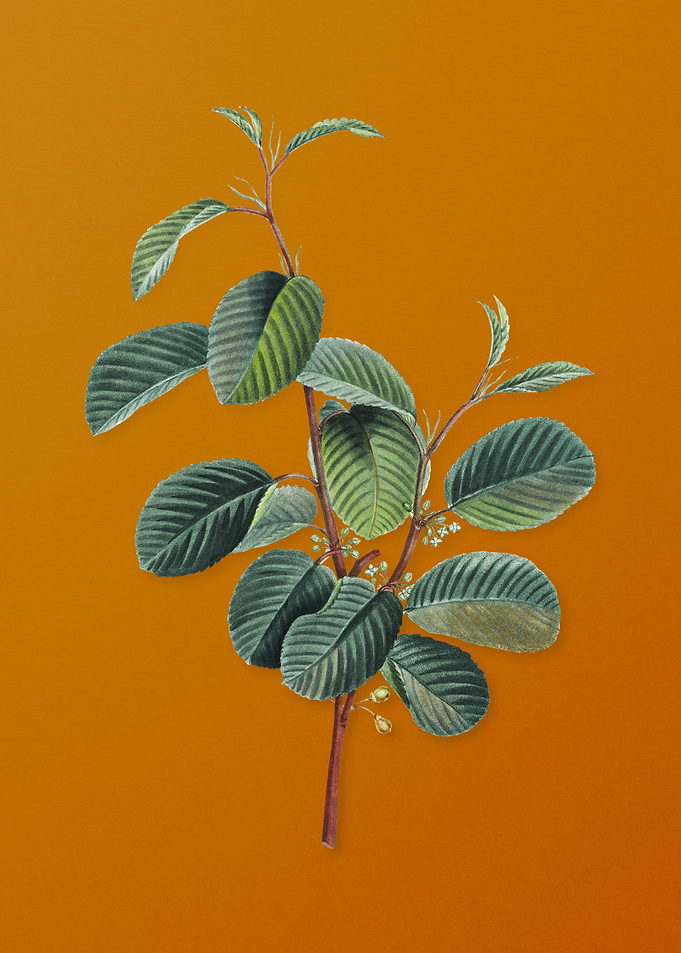 Alpine Buckthorn Plant