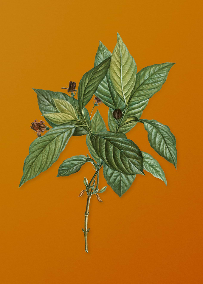 Alpine Honeysuckle Plant