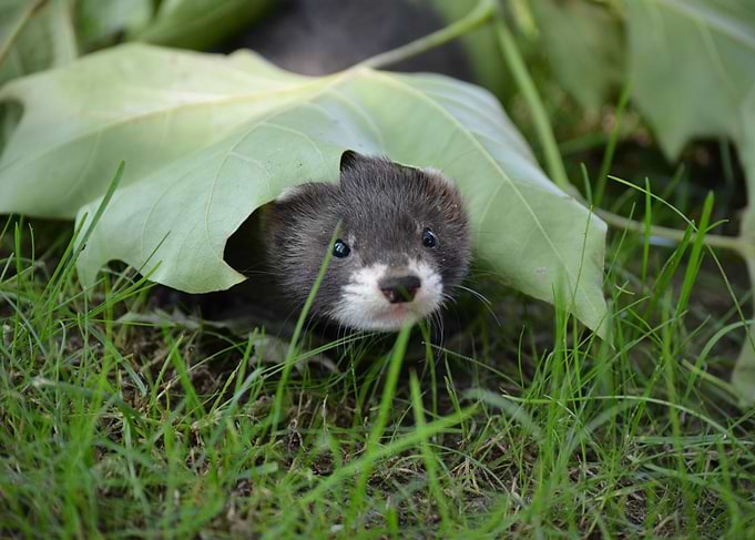 Ferret under leaf