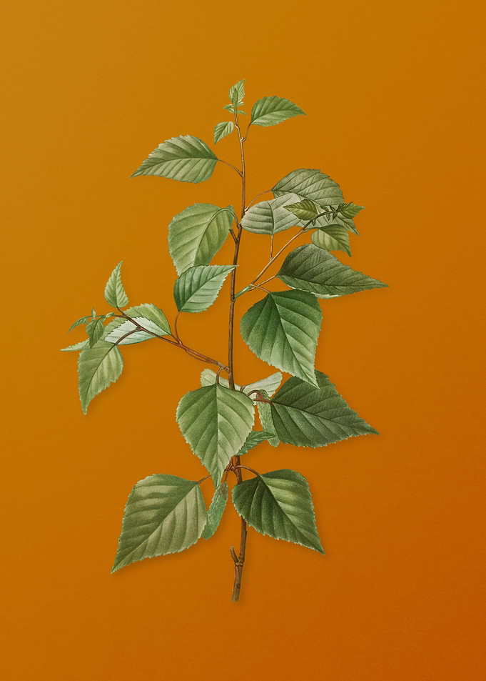 Vintage Black Birch Plant