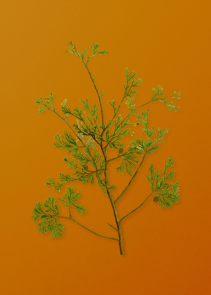 Atlantic White Cypress
