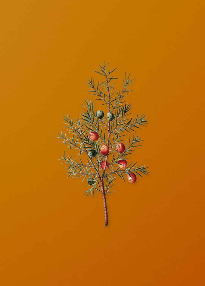 Vintage Common Juniper