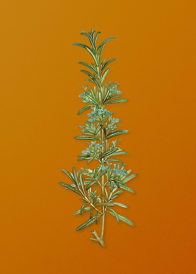 Vintage Rosemary Plant