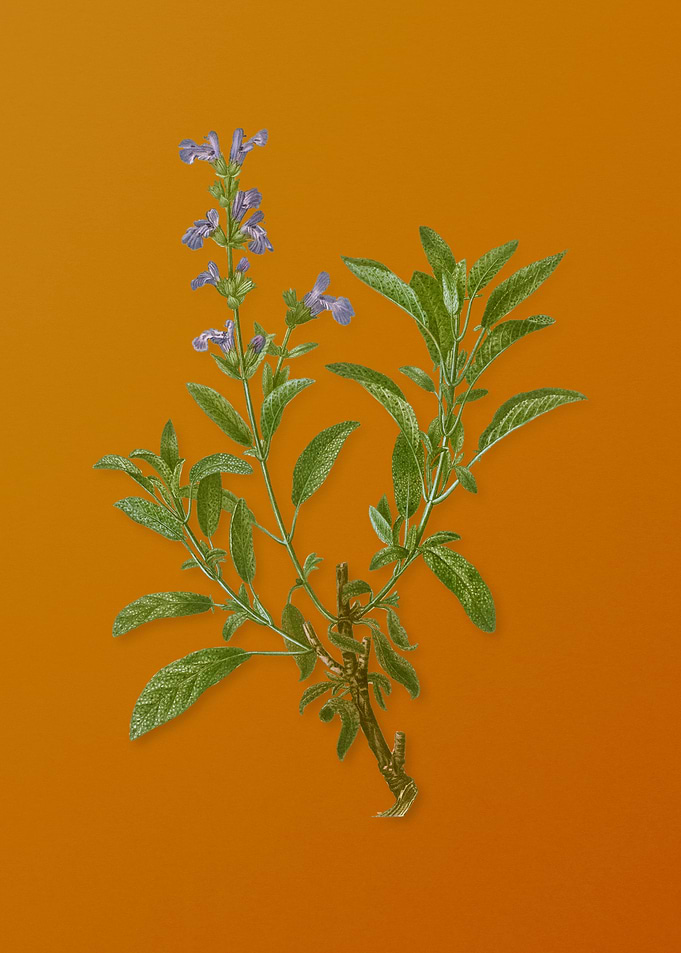 Vintage Garden Sage Plant