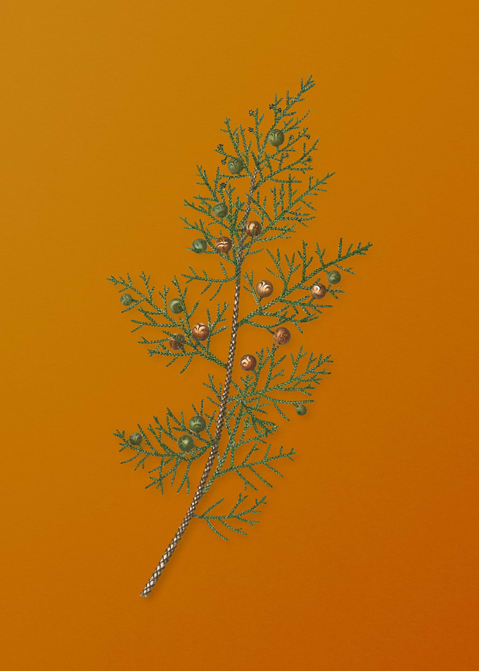 Vintage Phoenicean Juniper