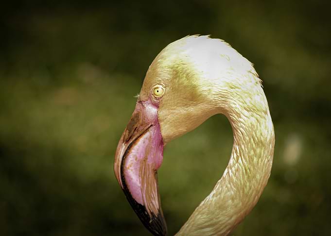 Heron bird