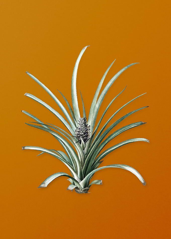 Vintage Pineapple Plant