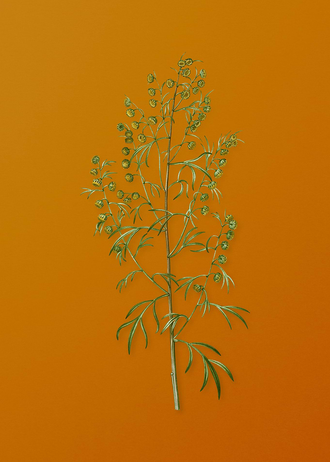 Vintage Madeira Wormwood