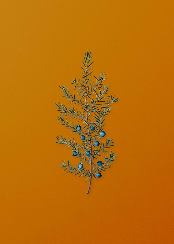 Vintage Common Juniper