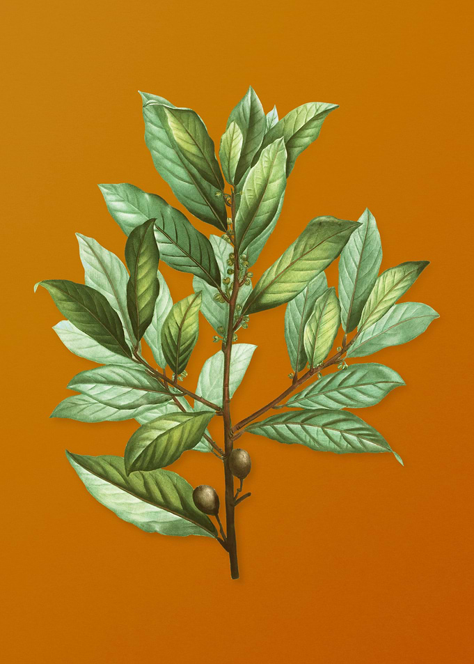 Vintage Bay Laurel Plant