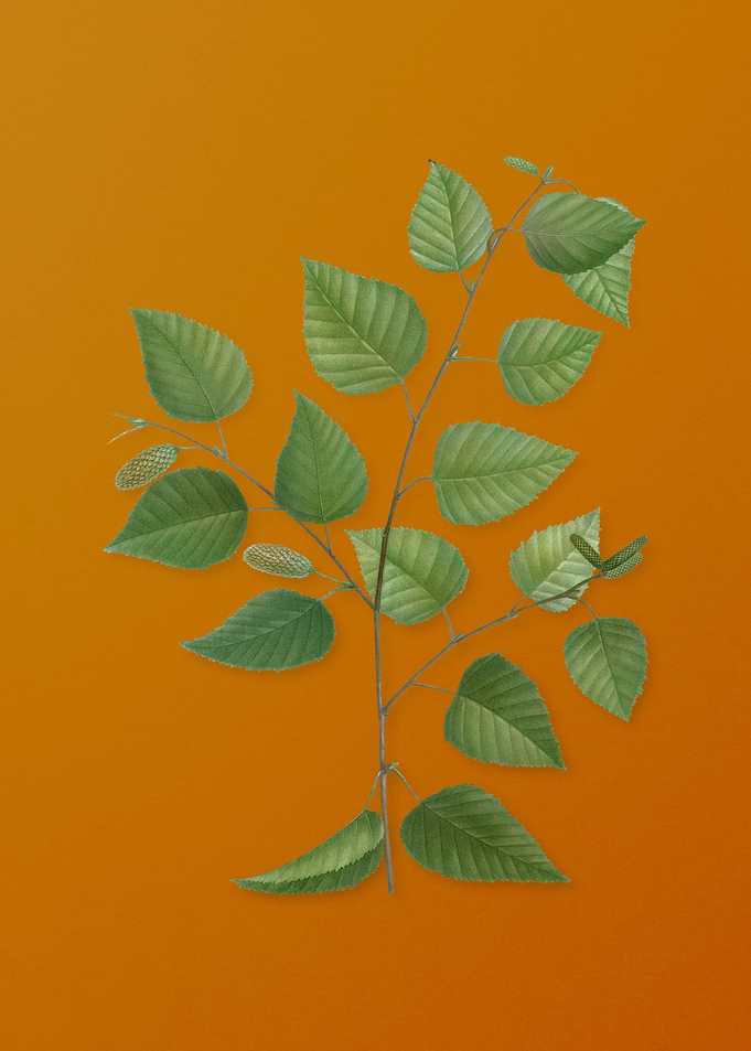 Vintage Paper Birch Plant