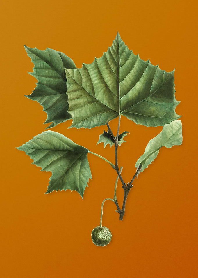 Vintage American Sycamore
