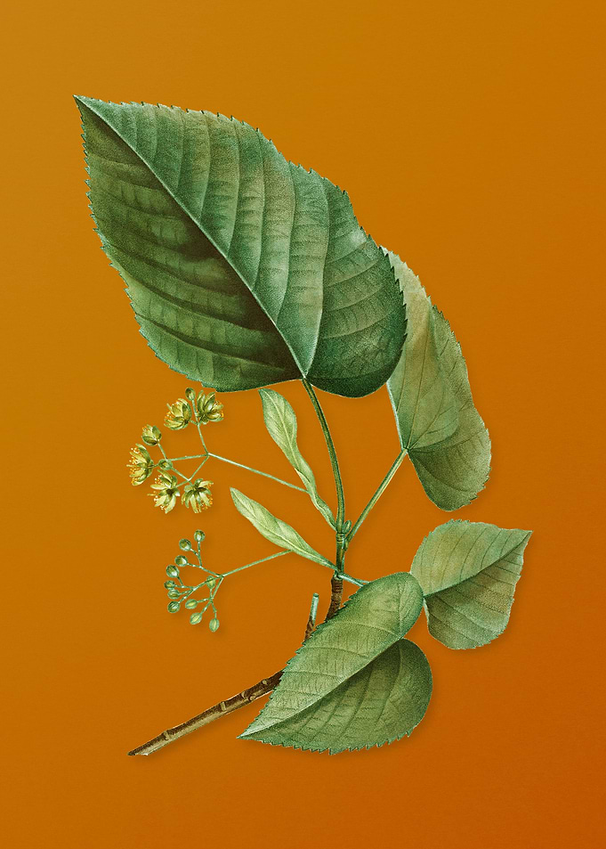 Vintage Linden Tree Branch